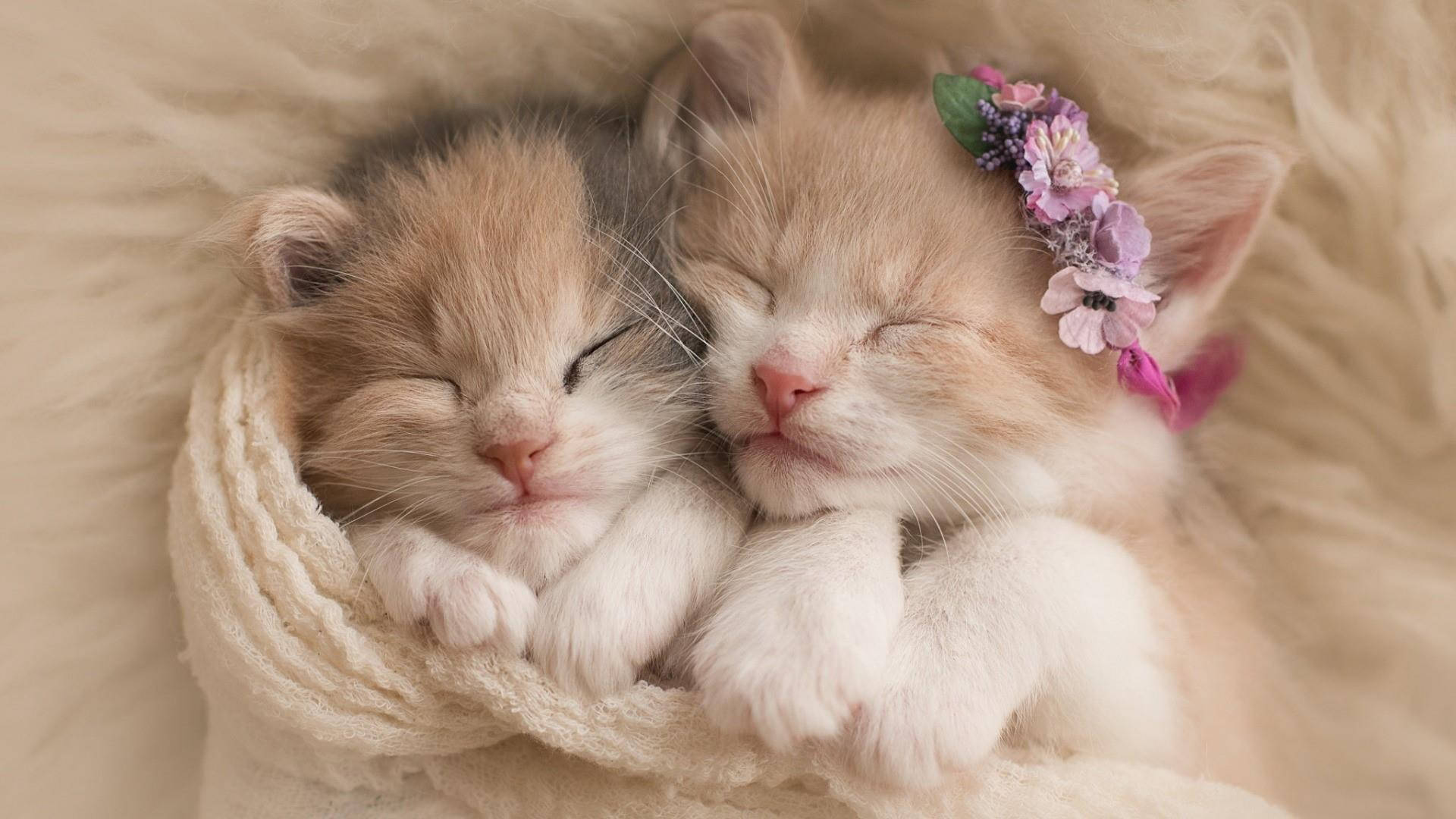 Adorable Baby Cats Cuddling Wallpaper