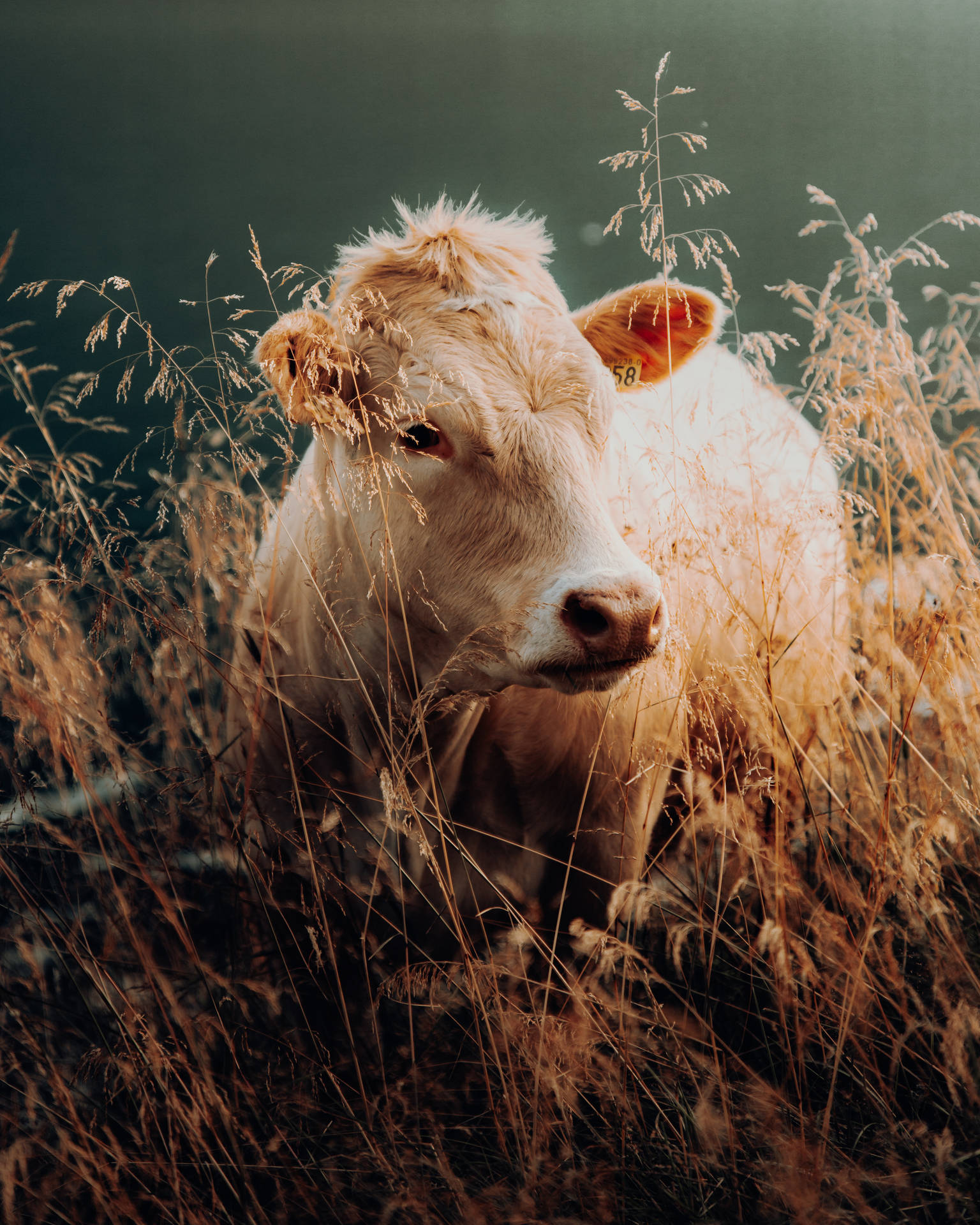 Baby Charolais Cattle On Wheat Field Wallpaper