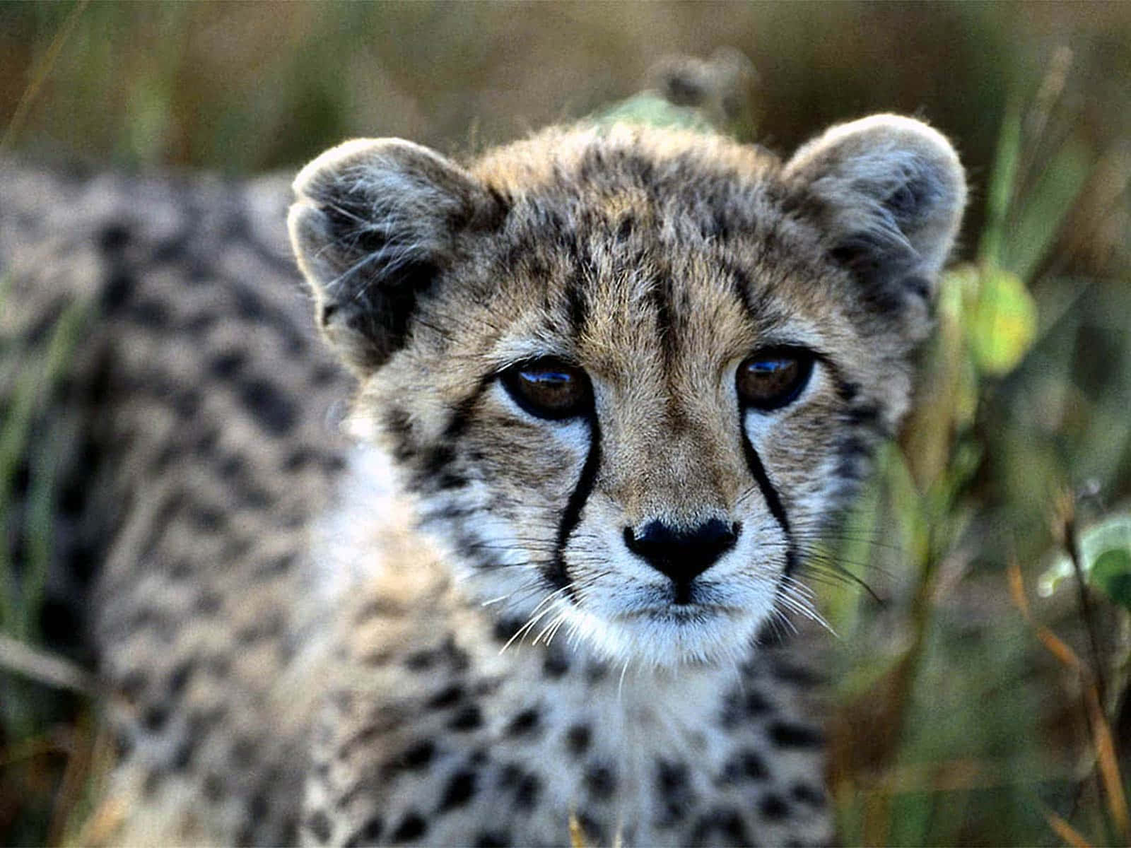 South African Baby Cheetah Wallpaper