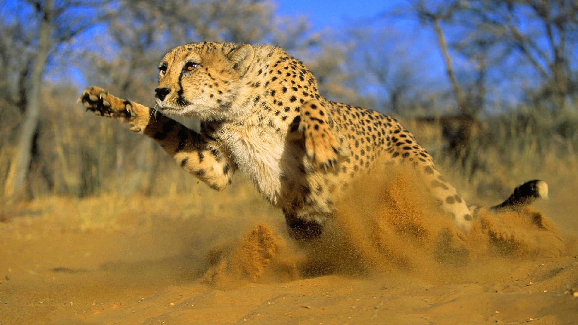 Cheetah Running In The Sand Wallpaper