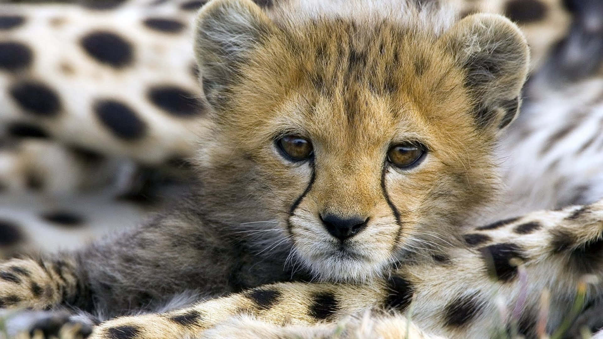 Adorable Baby Cheetah Gazing Into The Distance Wallpaper