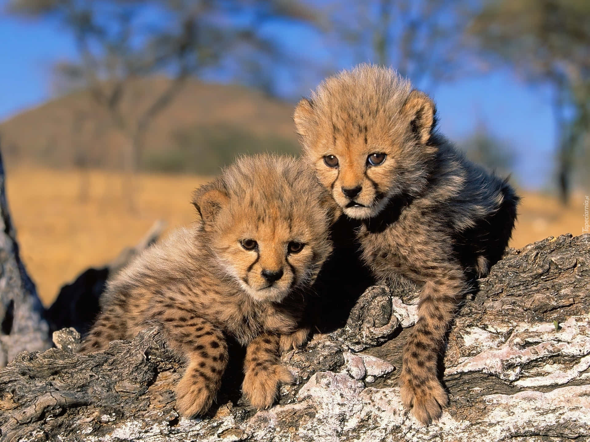 Two Cheetah Cubs Sitting On A Tree Trunk Wallpaper