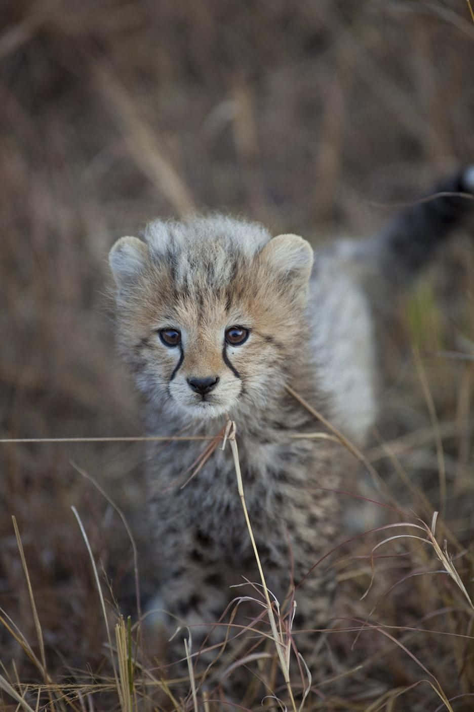 Baby Cheetah In African Land Wallpaper
