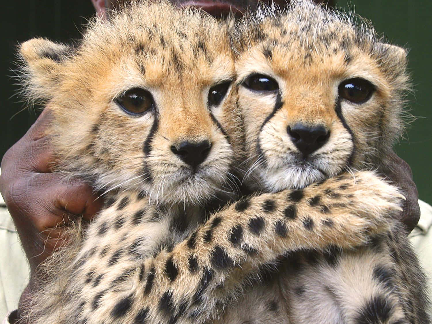 Cute Baby Cheetah cub looking curiously into the camera Wallpaper