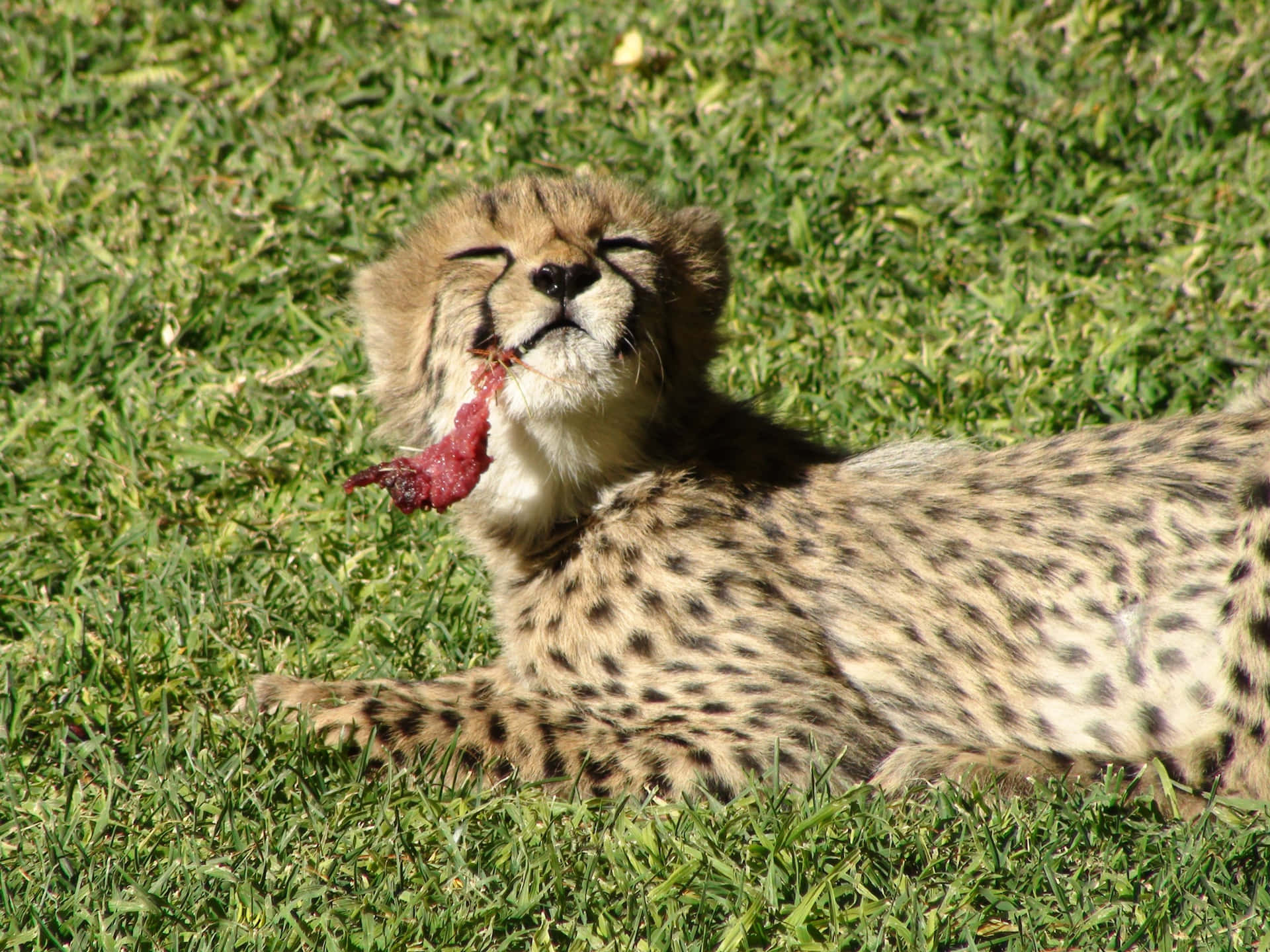 Baby Cheetah Eating Meat Wallpaper