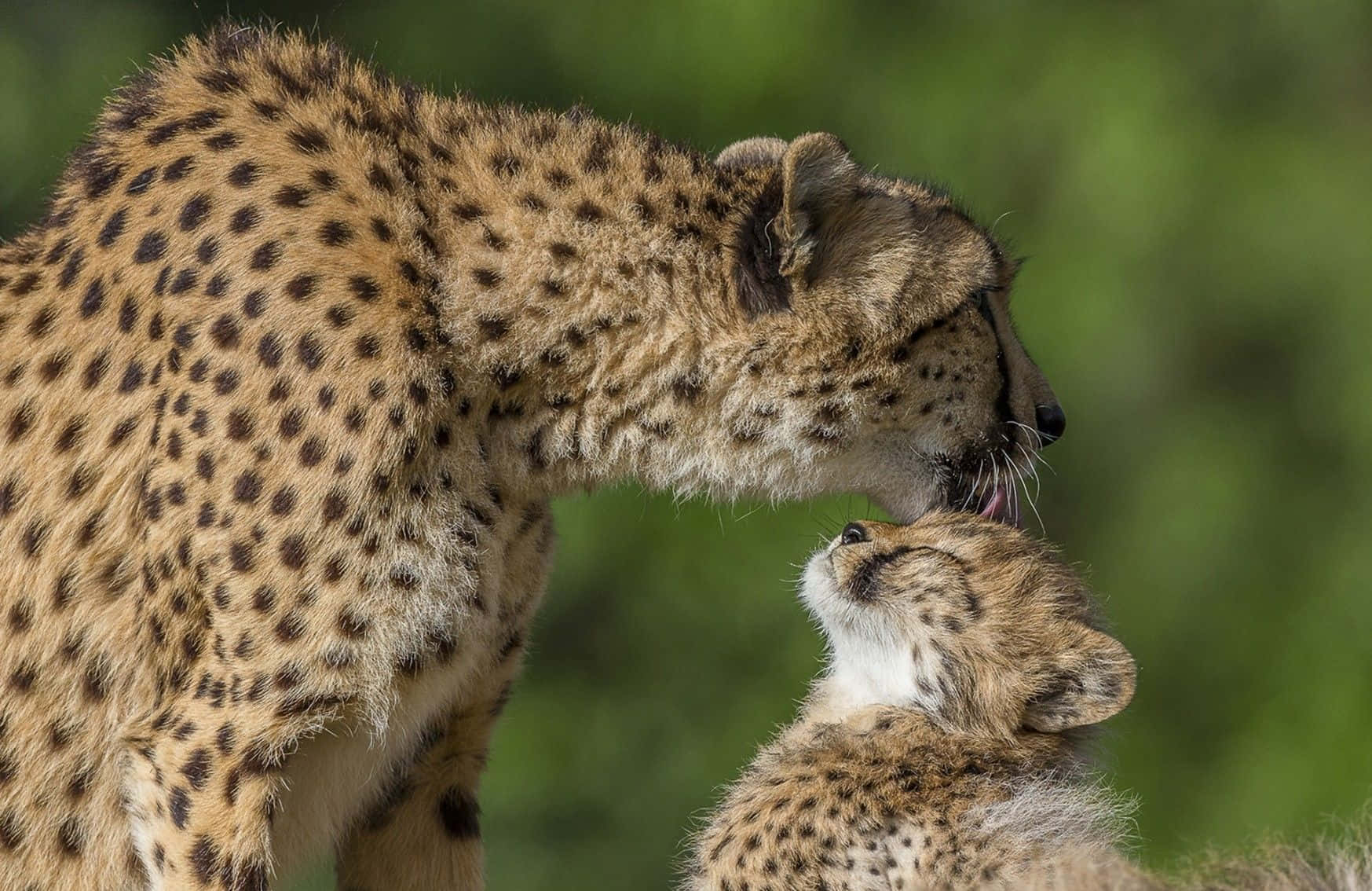 A Baby Cheetah Stalking Its Prey Wallpaper