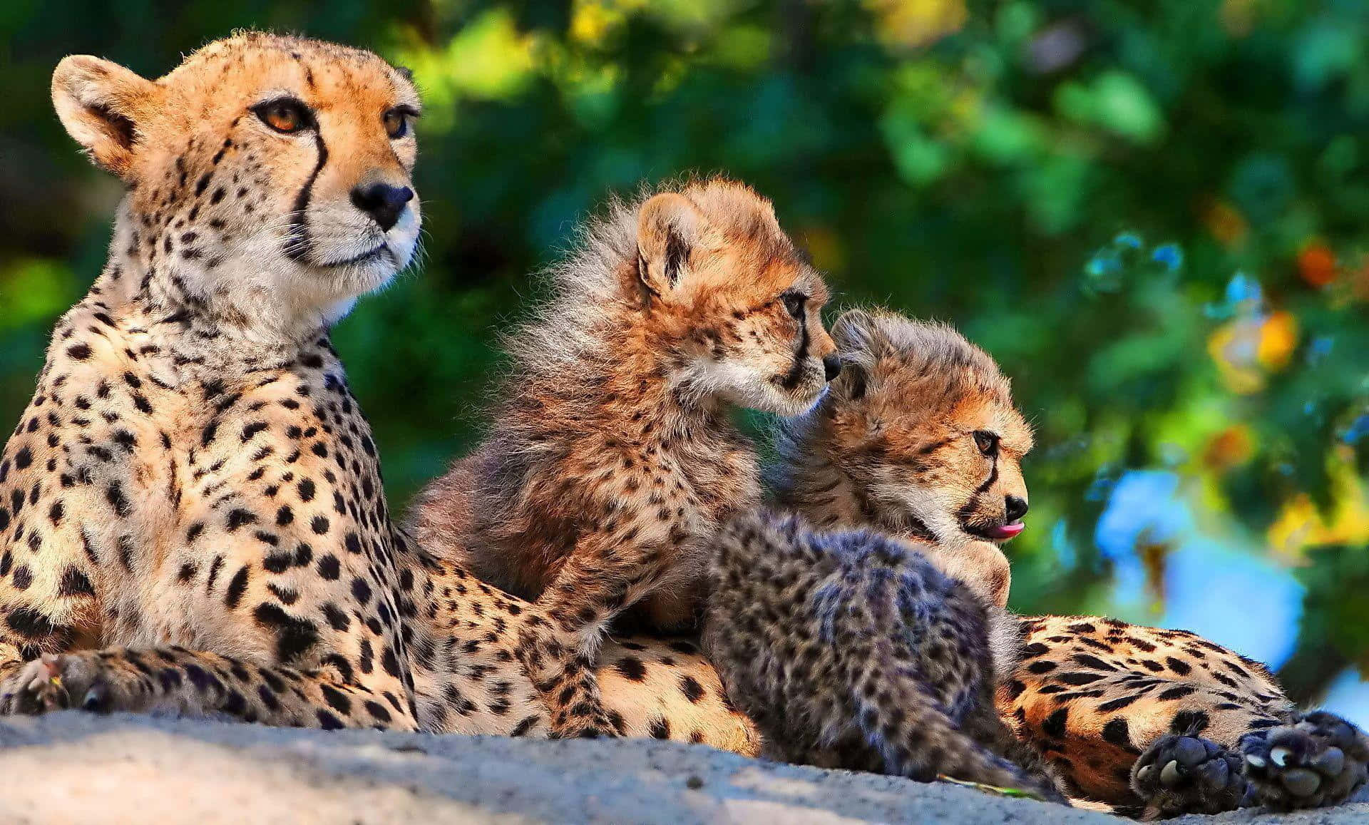 Cheetah-unger og mor hviler på jorden Wallpaper