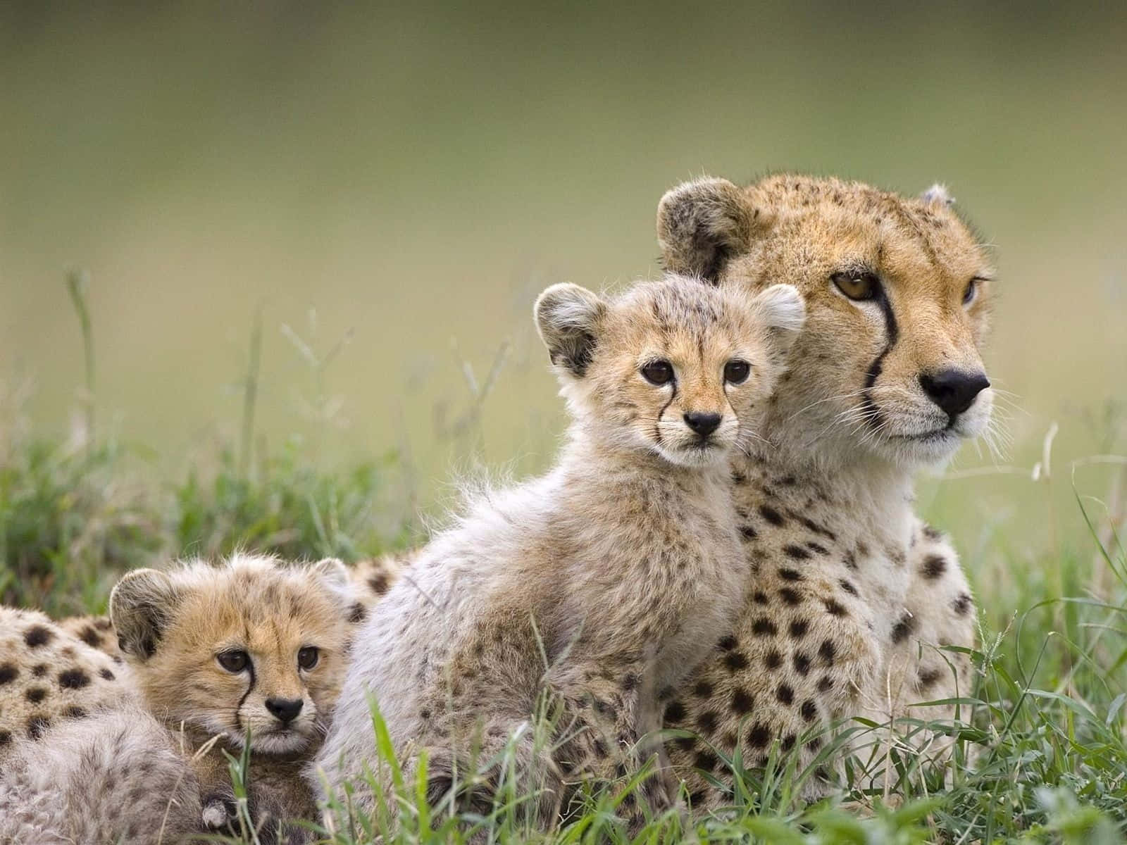 Imagemde Um Filhote De Cheetah Fofo. Papel de Parede