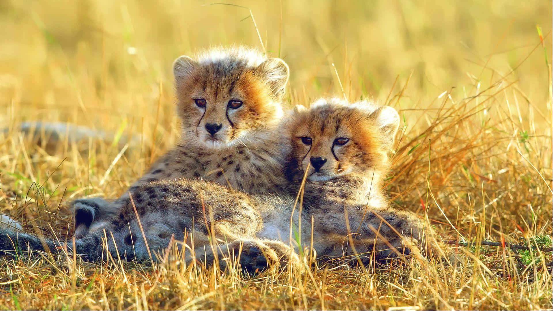 Three baby cheetahs playing on the grass. Wallpaper