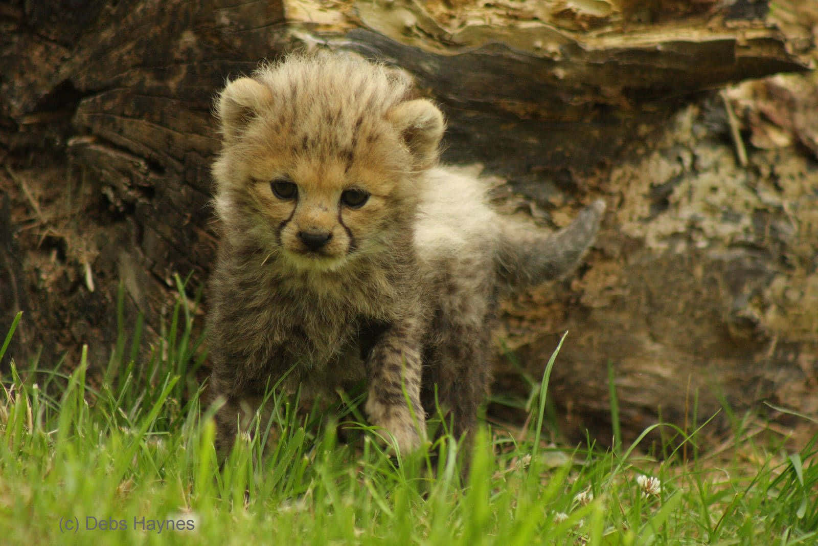 Lille Baby Gepard på græsset Wallpaper