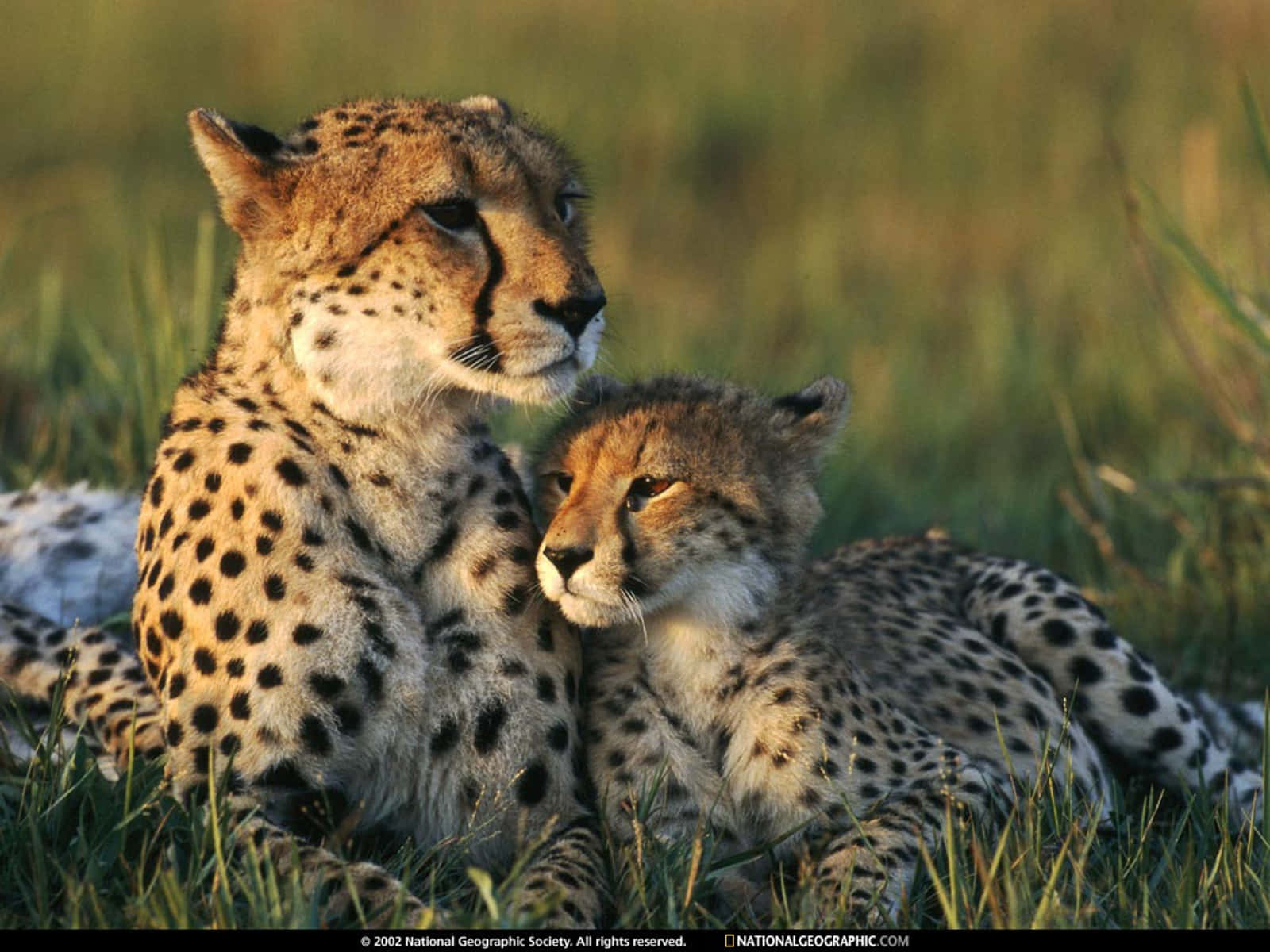 Adorably Playful - A Baby Cheetah Wallpaper