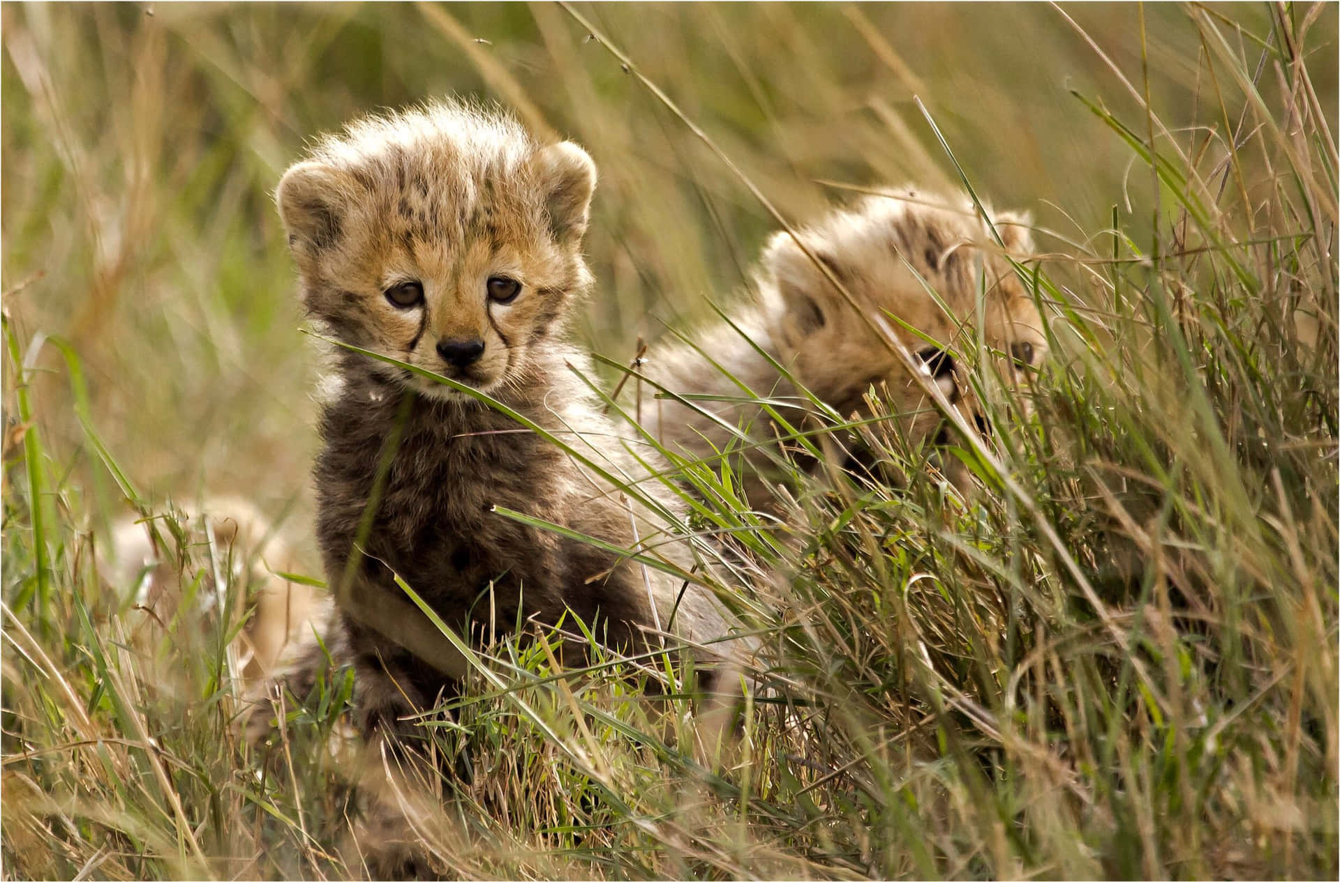 Cute Baby Cheetah On Grassland Wallpaper