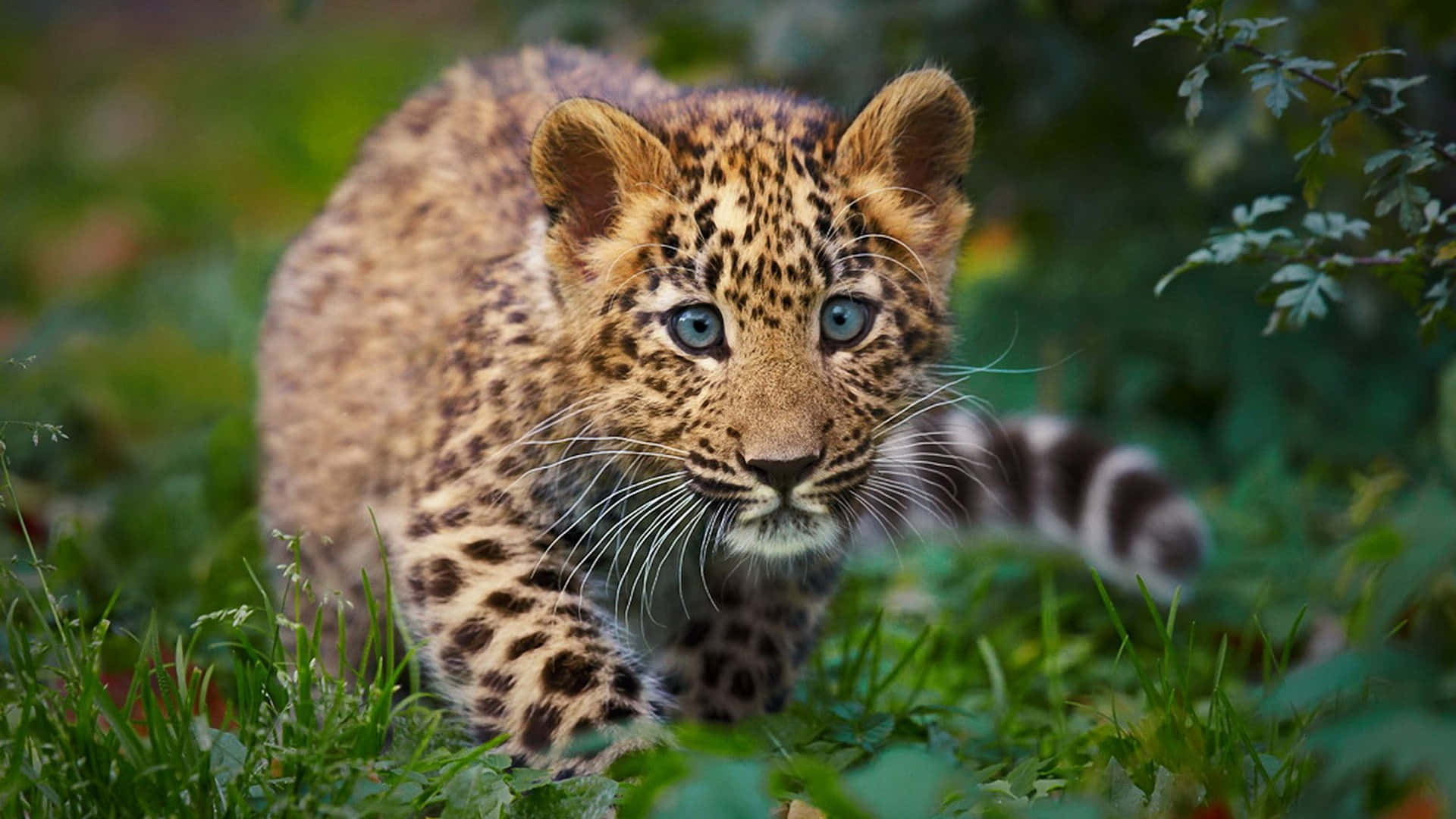A Leopard Cub Walking Through The Grass Wallpaper