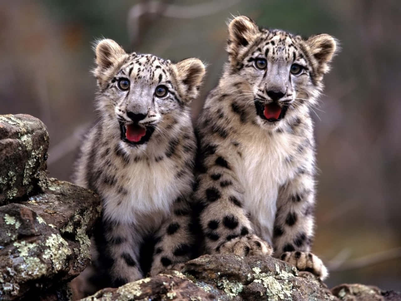 Adorable Baby Cheetah Kitten Wallpaper