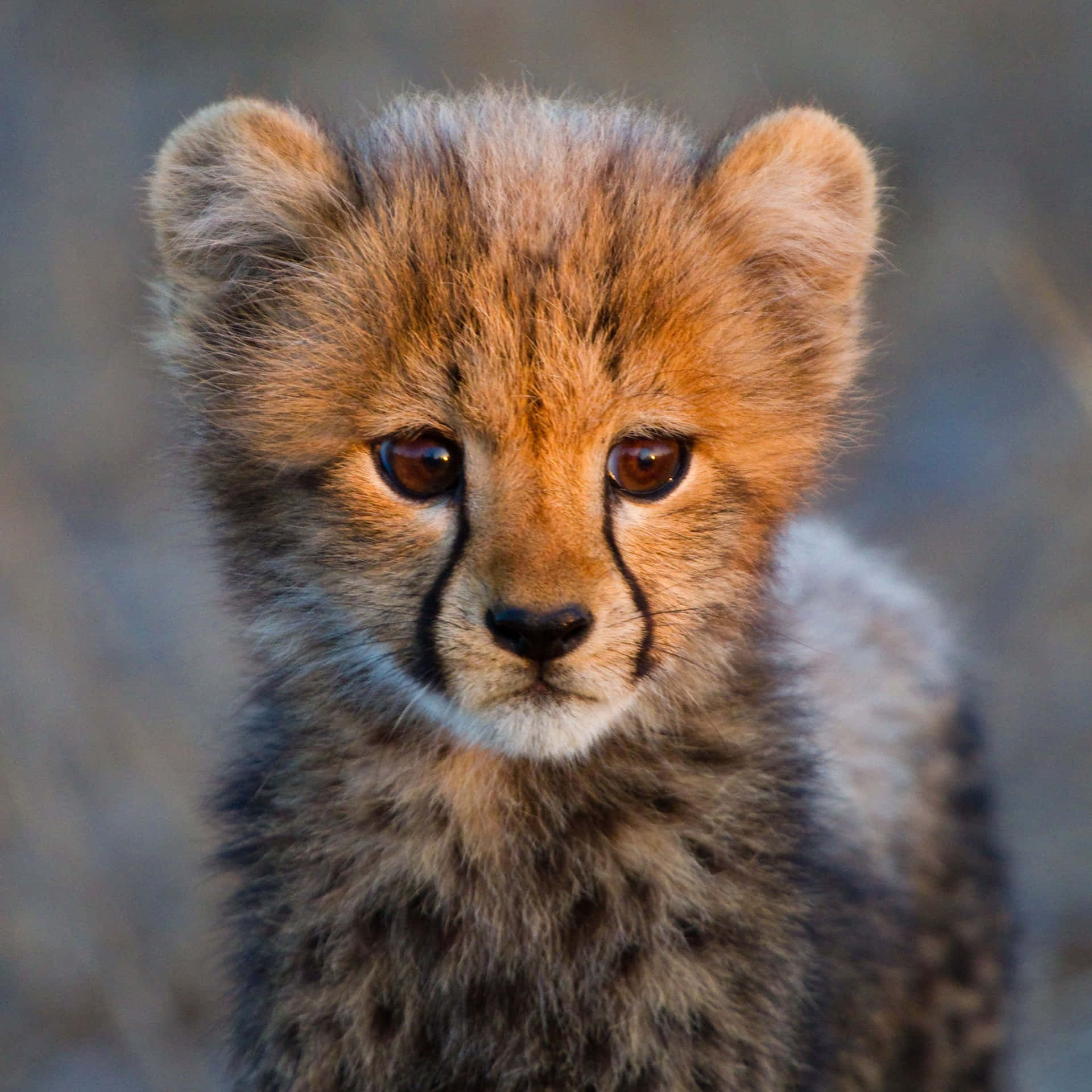 Papel De Parede Do Adorável Filhote De Cheetah Bebê. Papel de Parede
