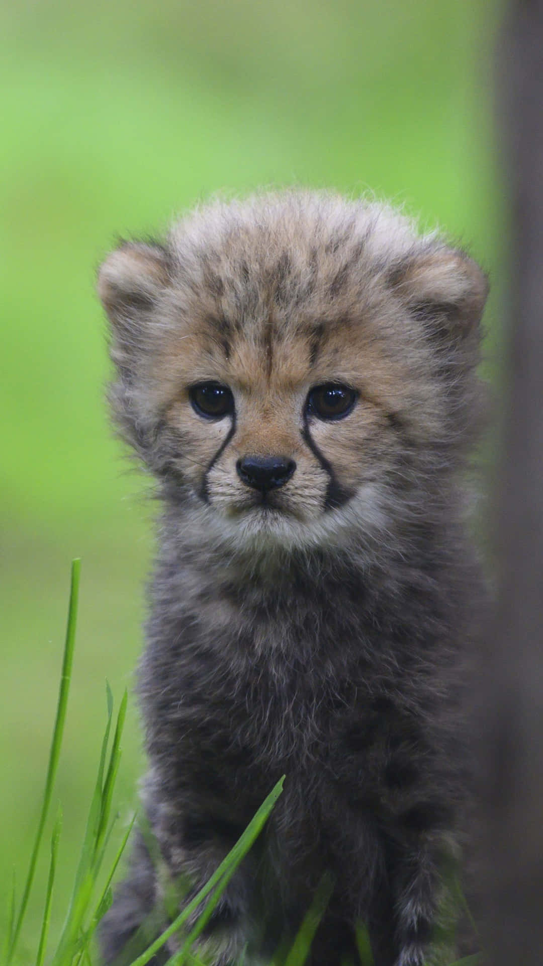 Fierce-looking Baby Cheetah Wallpaper
