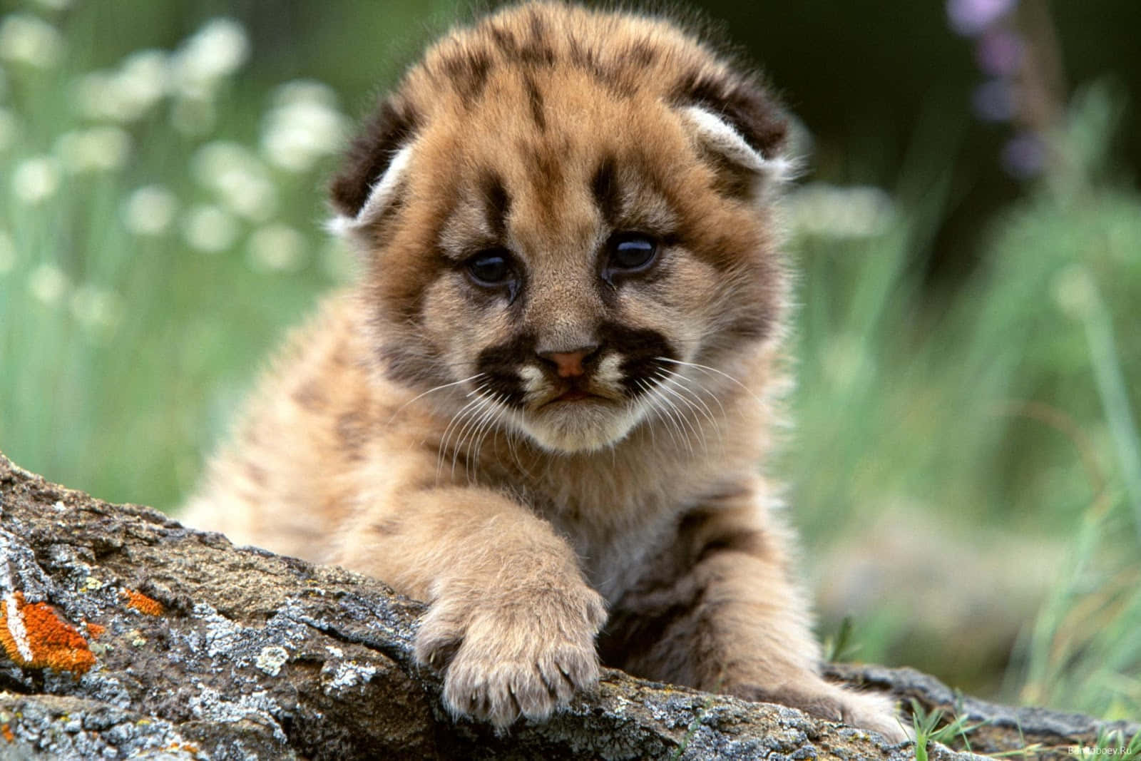 A baby cheetah looks on curiously Wallpaper