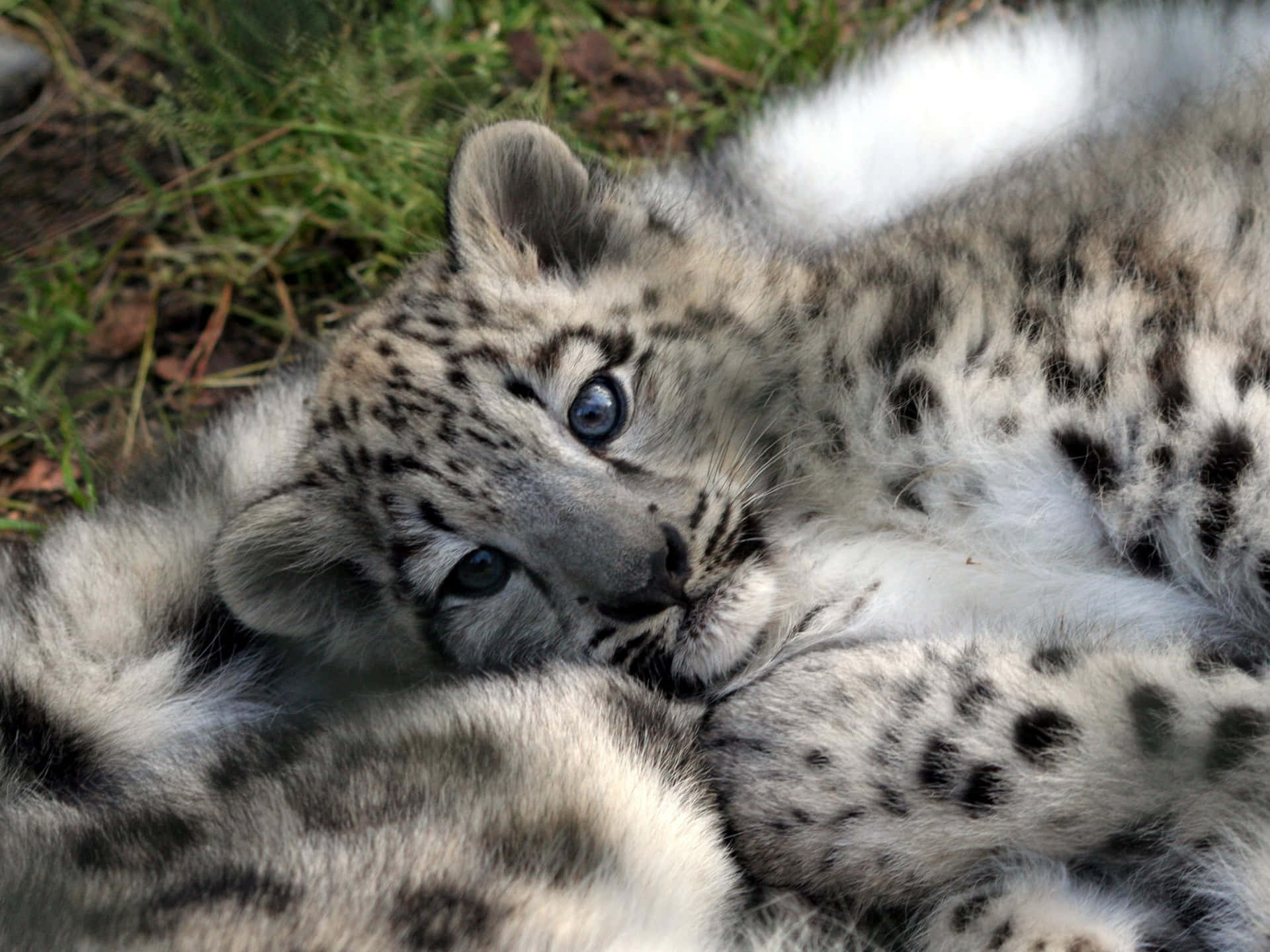 Look at this Adorable Baby Cheetah Wallpaper
