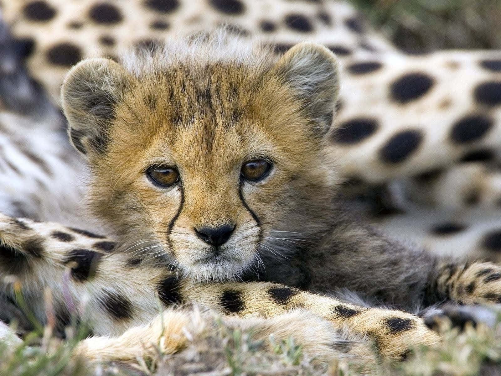 Unjoven Cheetah Bebé Mira De Cerca. Fondo de pantalla