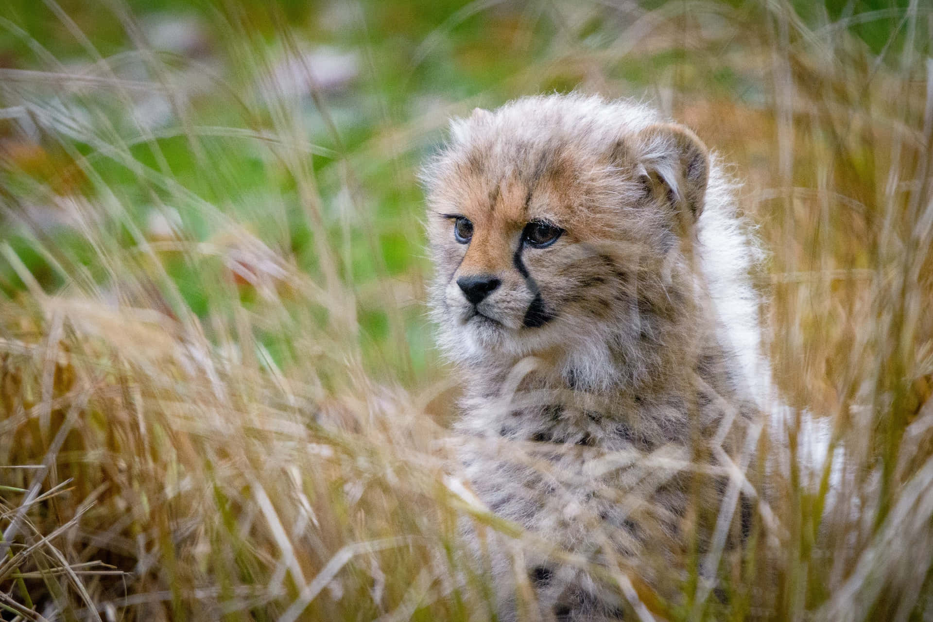 Fluffy Baby Cheetah Looking Alert Wallpaper