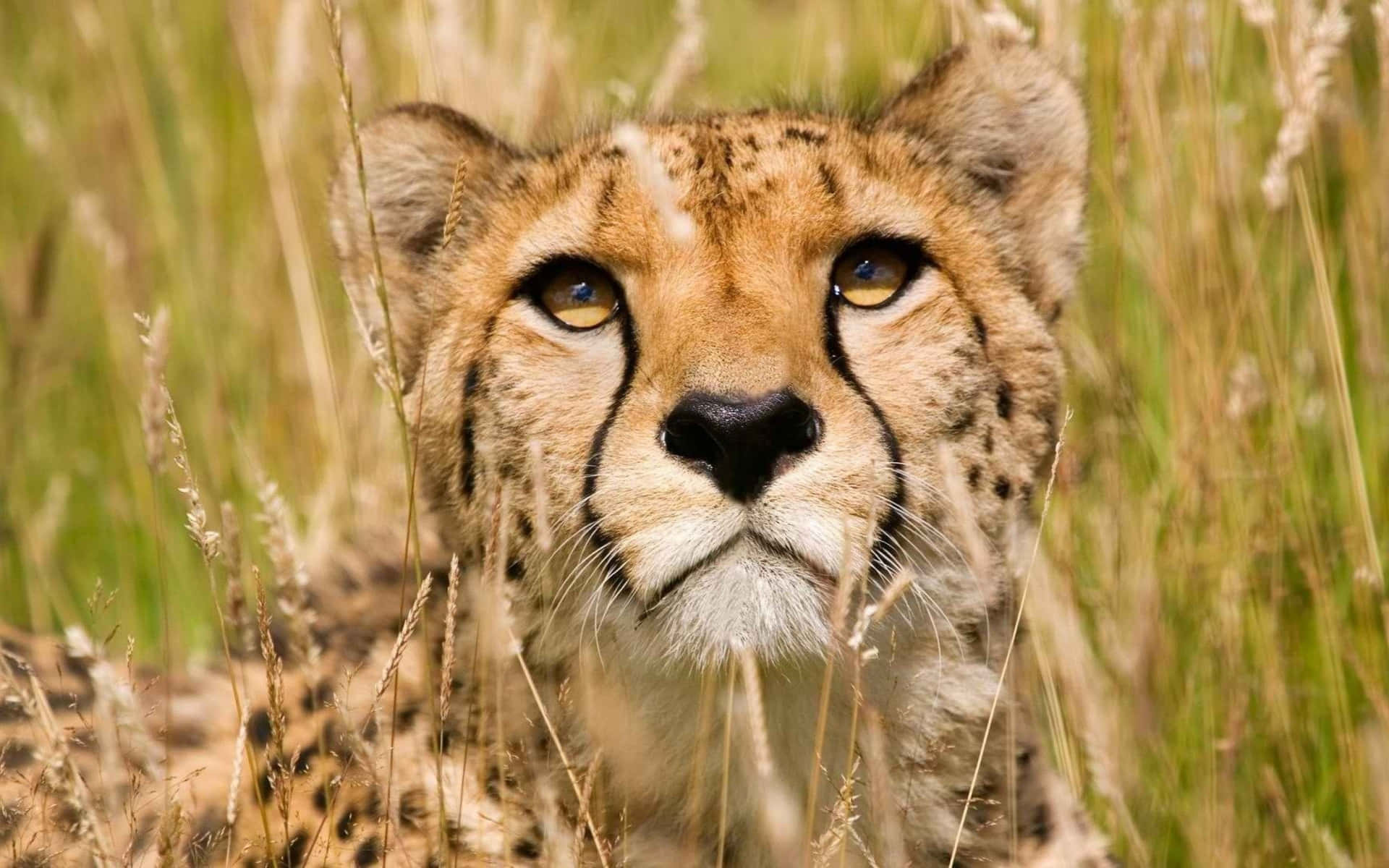 En babygepard, der udforsker sit nye hjem Wallpaper