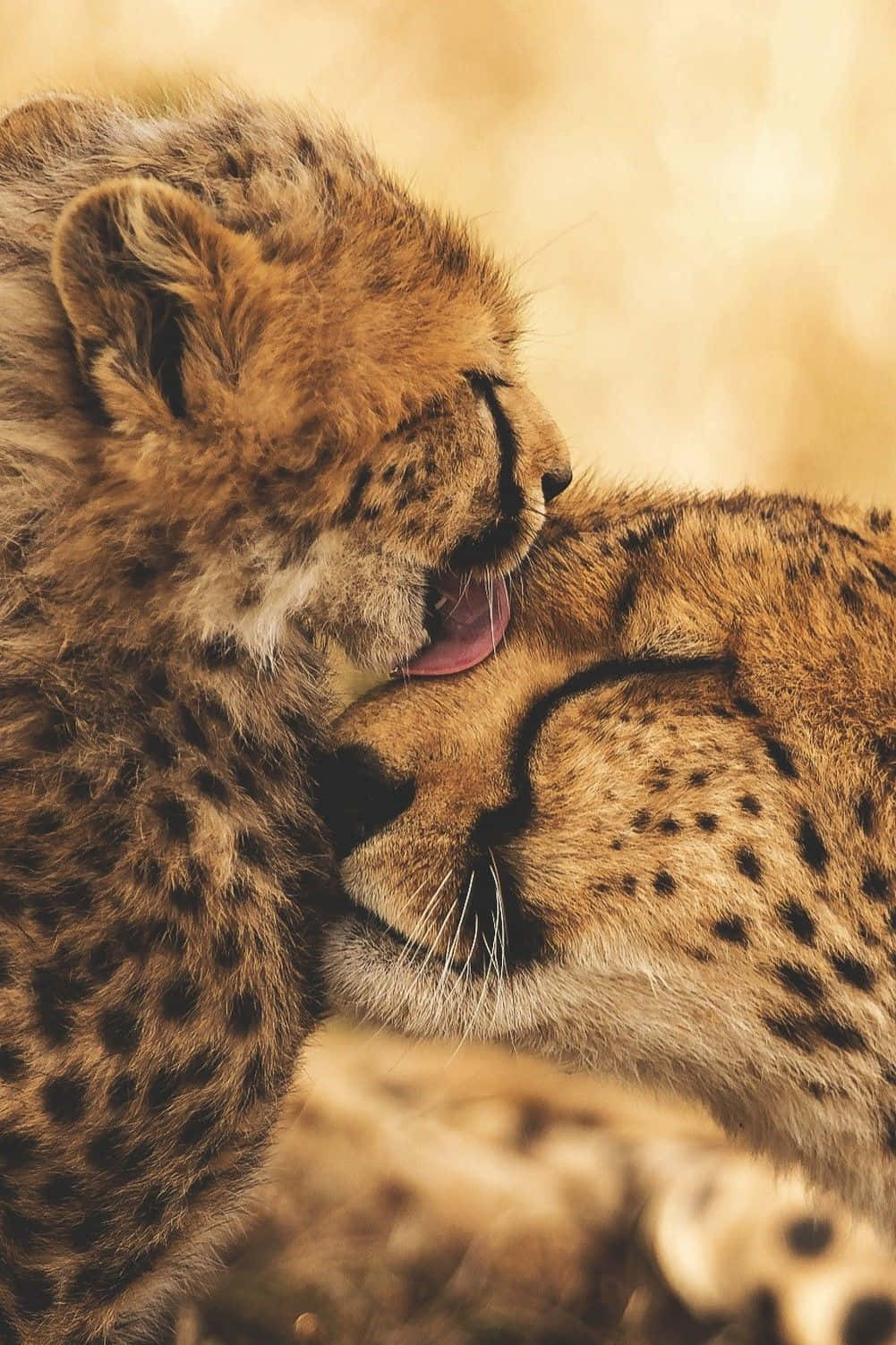Baby Cheetah Snuggling Its Mama Wallpaper