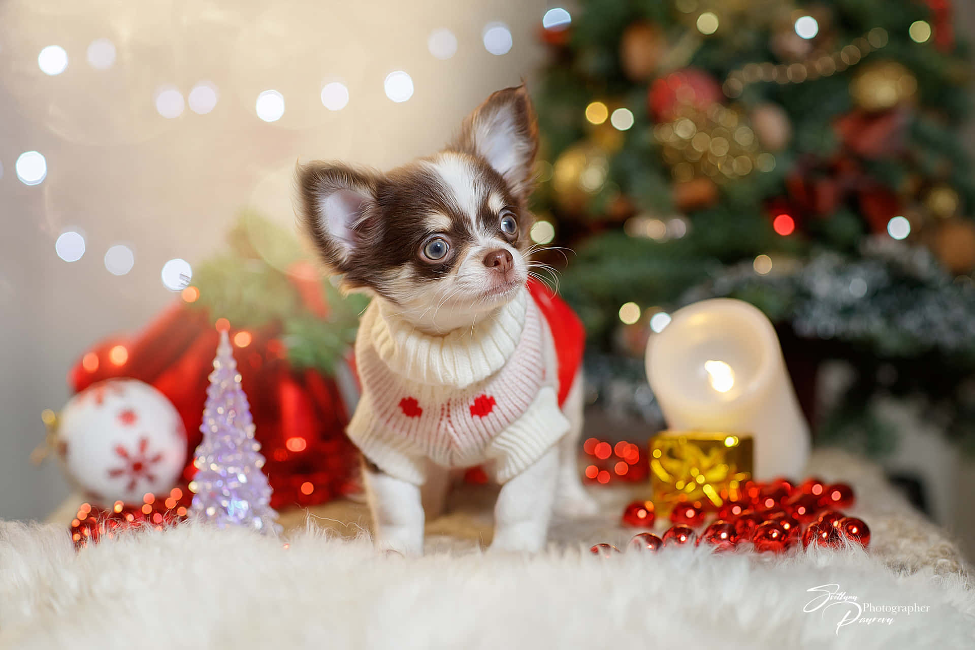 Baby Chihuahua Dog Celebrating Christmas Wallpaper