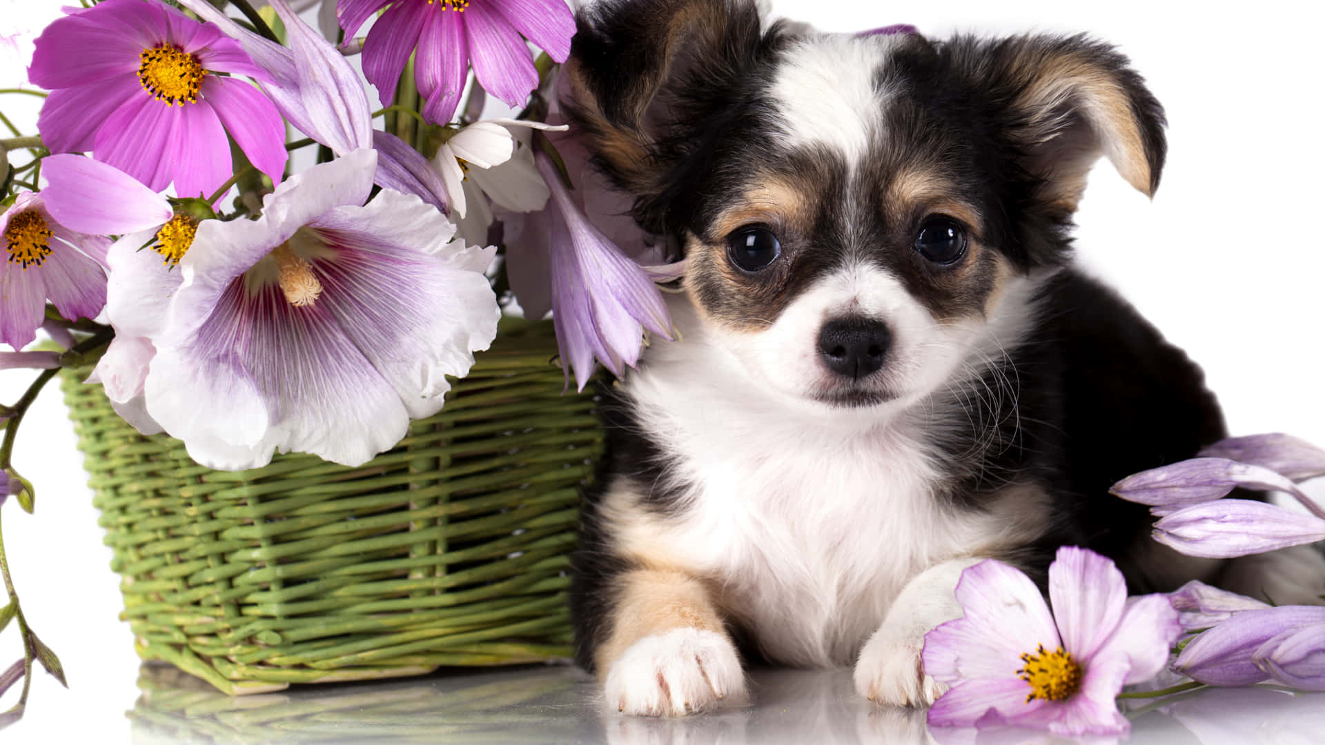 Baby Chihuahua Dog With Flowers Wallpaper