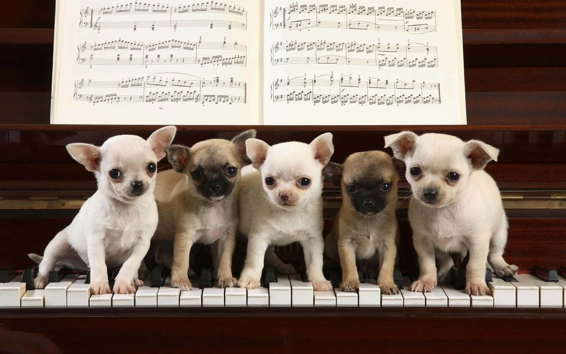 Baby Chihuahua Dogs Lined On Piano Wallpaper