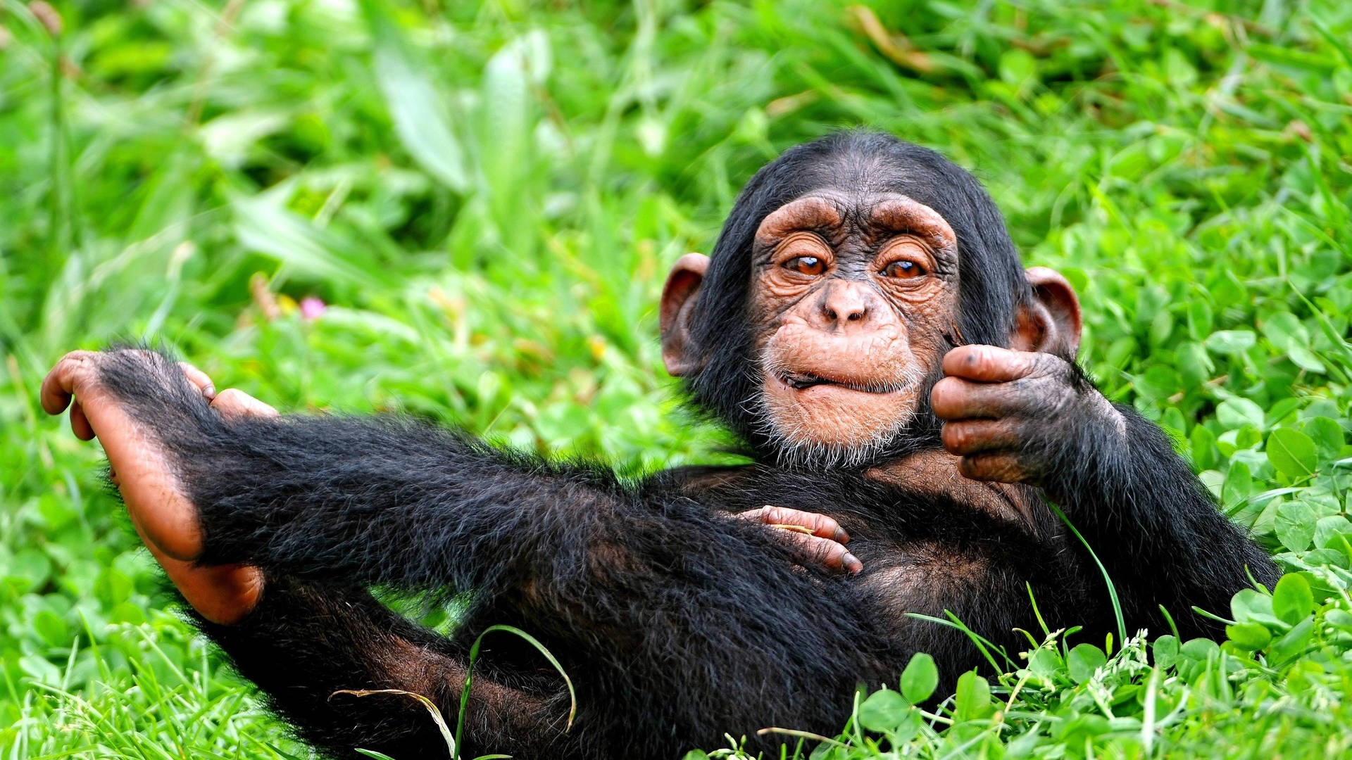 Baby Chimpanzee At Grassy Ground Wallpaper