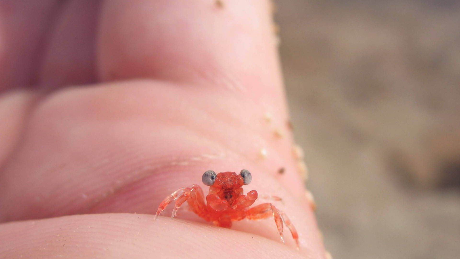 Baby Crab In Palm Wallpaper