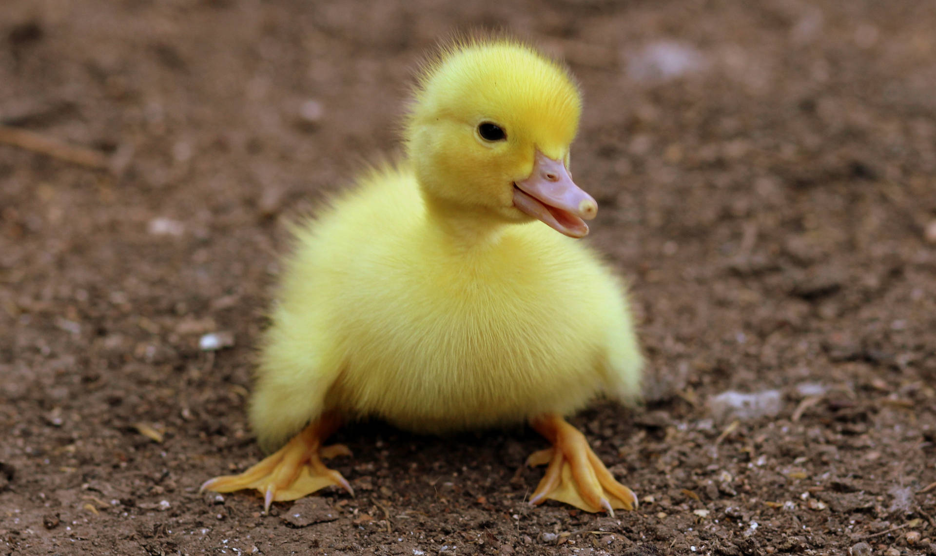 Baby Cute Animal Yellow Duckling Wallpaper