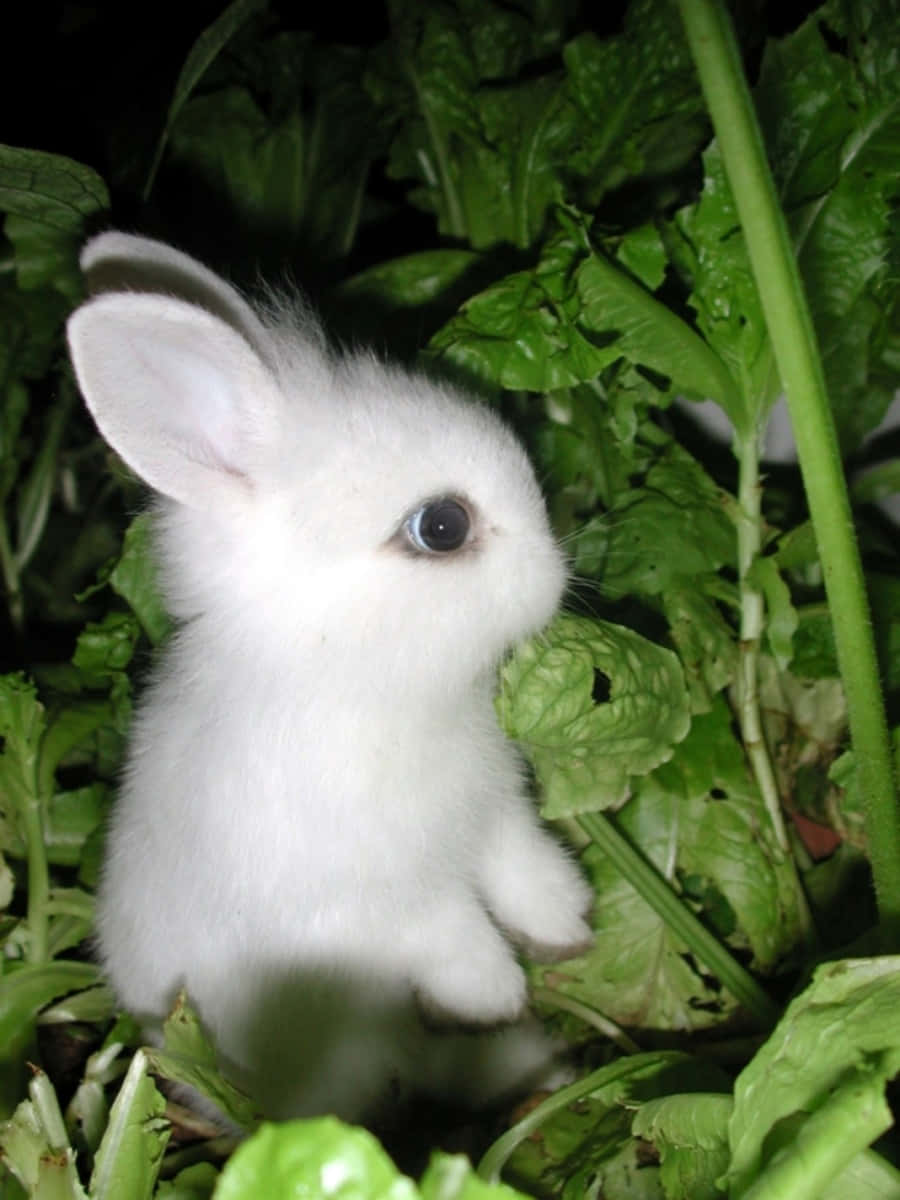 Baby Cute Bunny Picture