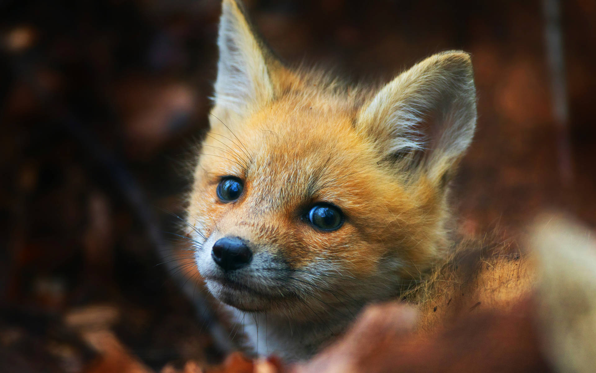 Baby Cute Fox Wallpaper