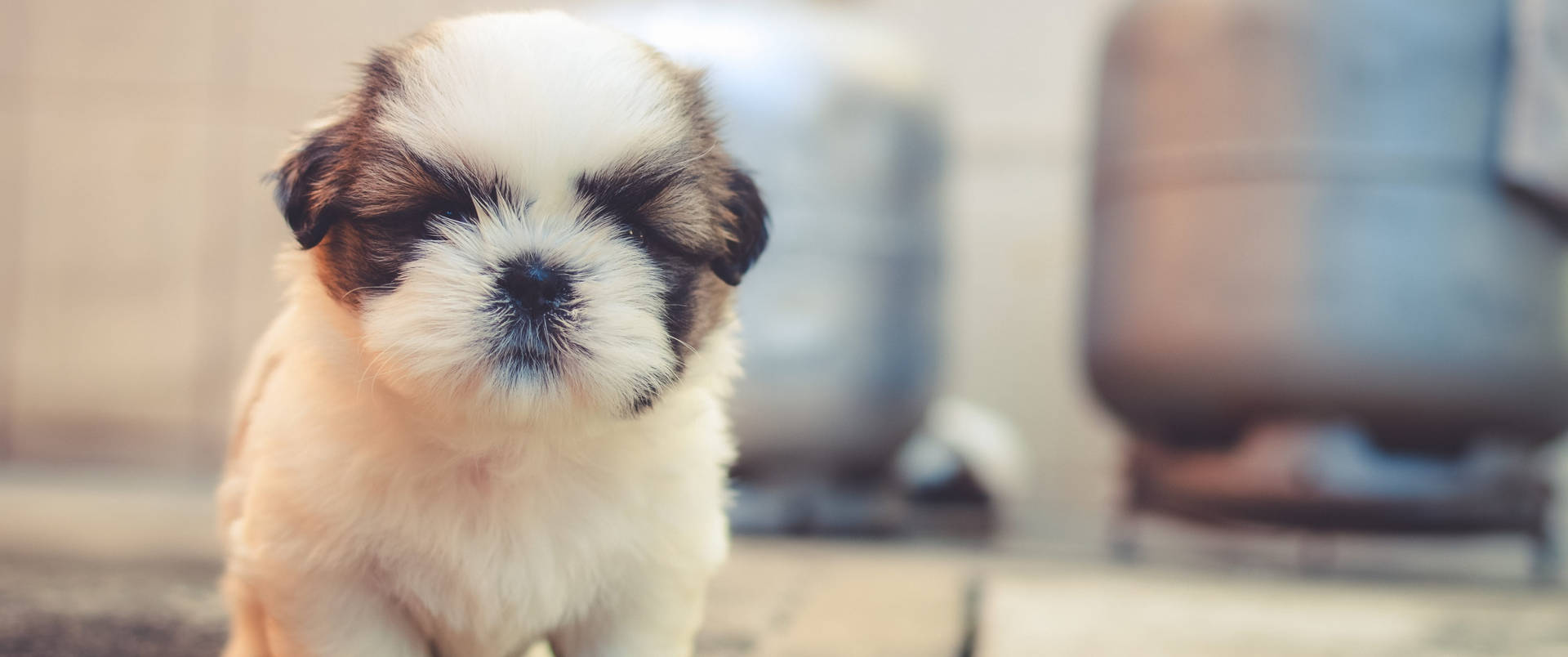 Baby Dog With Eyes Closed Wallpaper