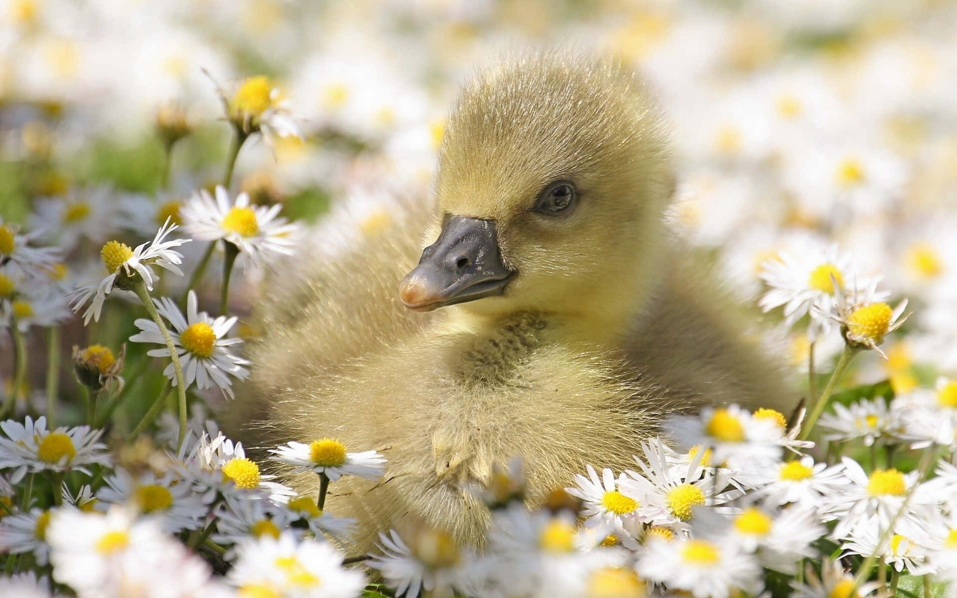 Baby Duck Background