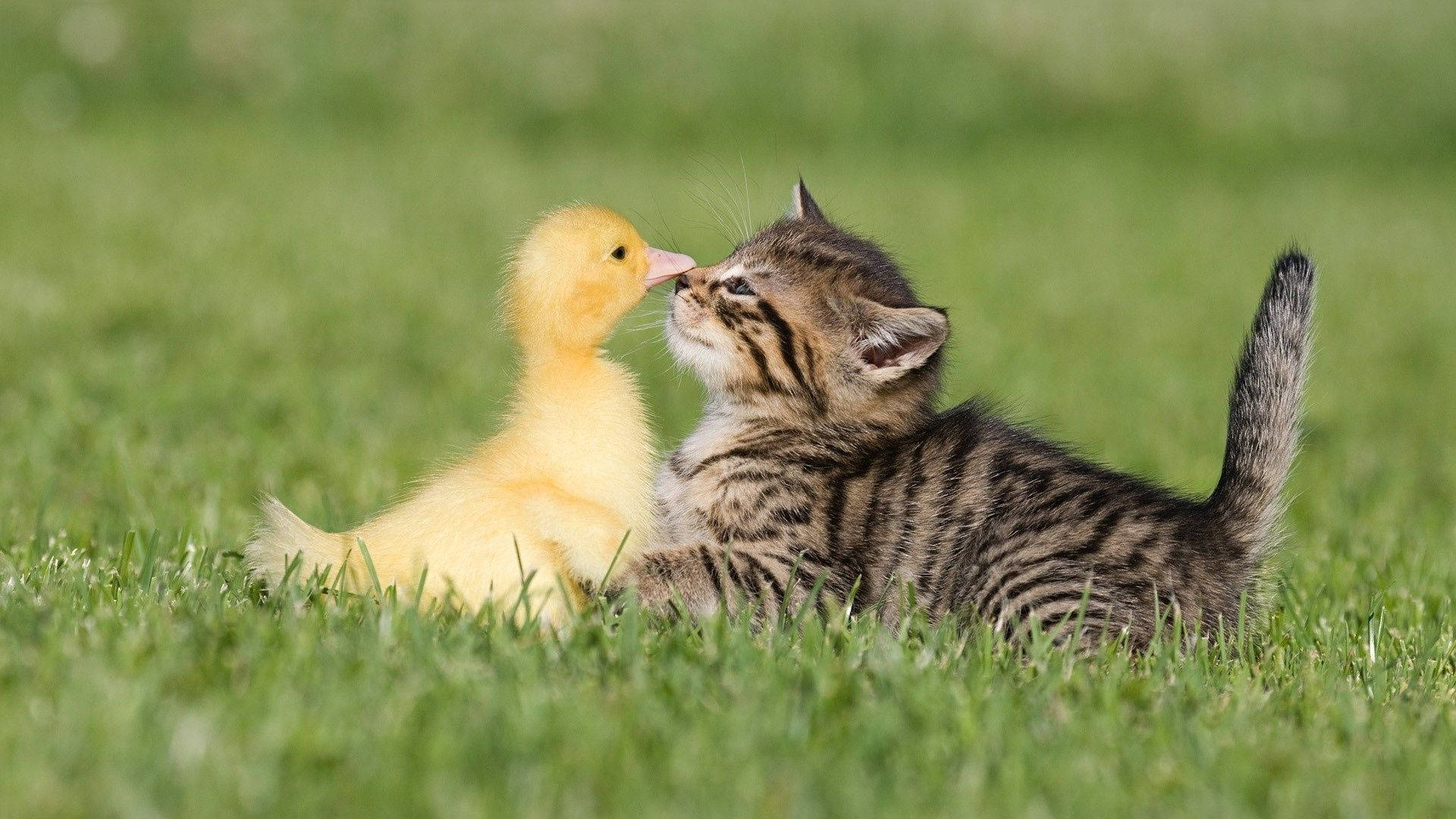Baby Duck Kissing Kitten Wallpaper