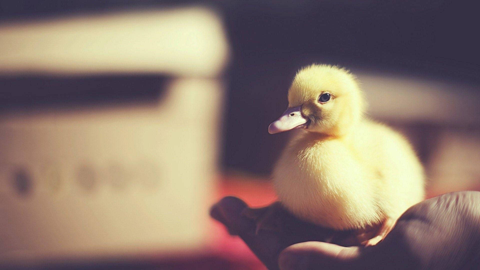 Charming Baby Duck Settled in Hand Wallpaper