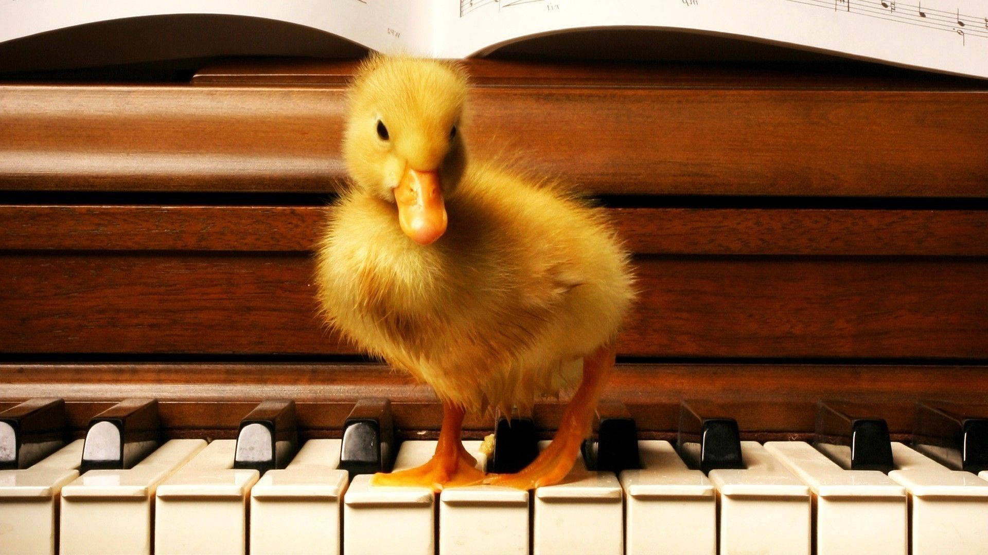 Baby Duck On Piano Wallpaper