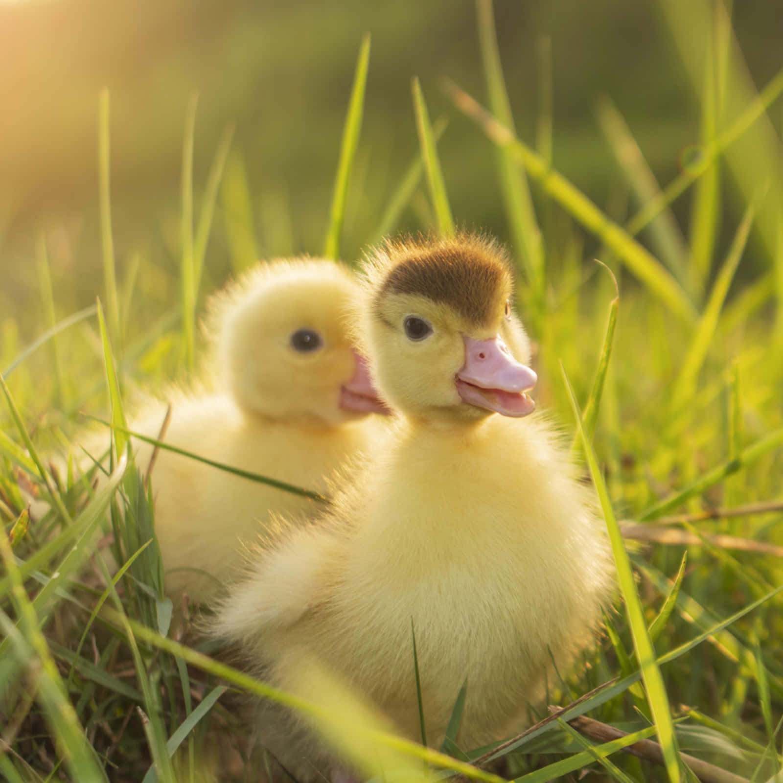 Two Baby Ducks Are Sitting In The Grass