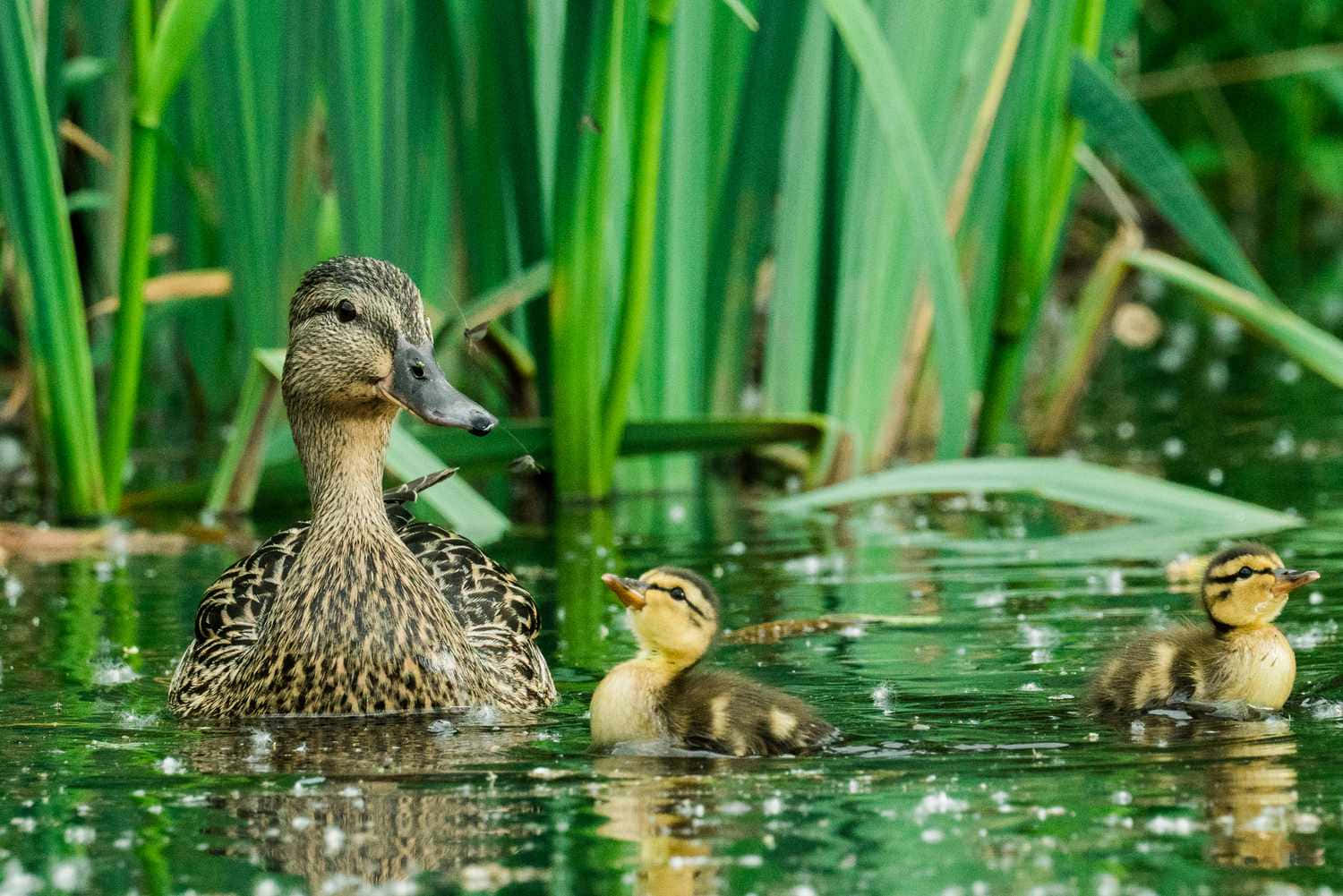 A Mother Duck And Her Ducklings Swimming In The Water