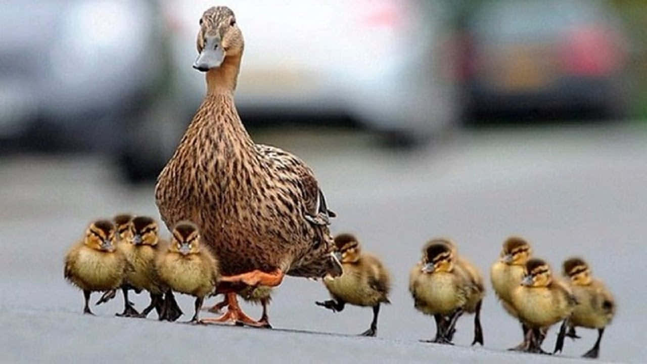 Ducks Walking With Their Babies On The Street