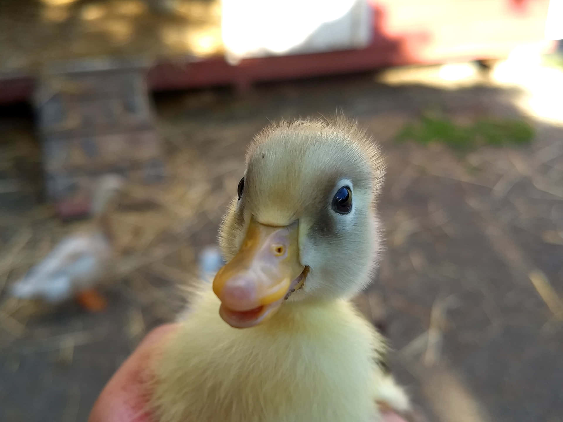 A Person Holding A Duck