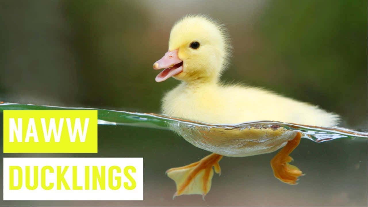 Image  An Adorable Baby Duck Waddling Around