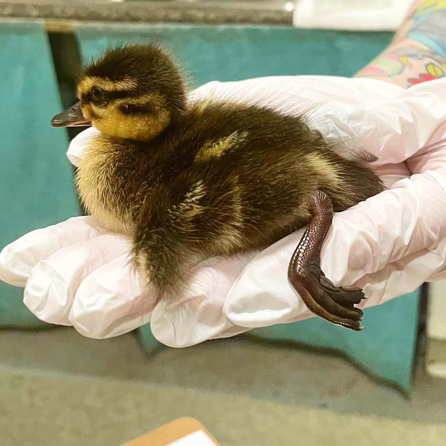 A Baby Duck Is Being Held By A Person In A Glove