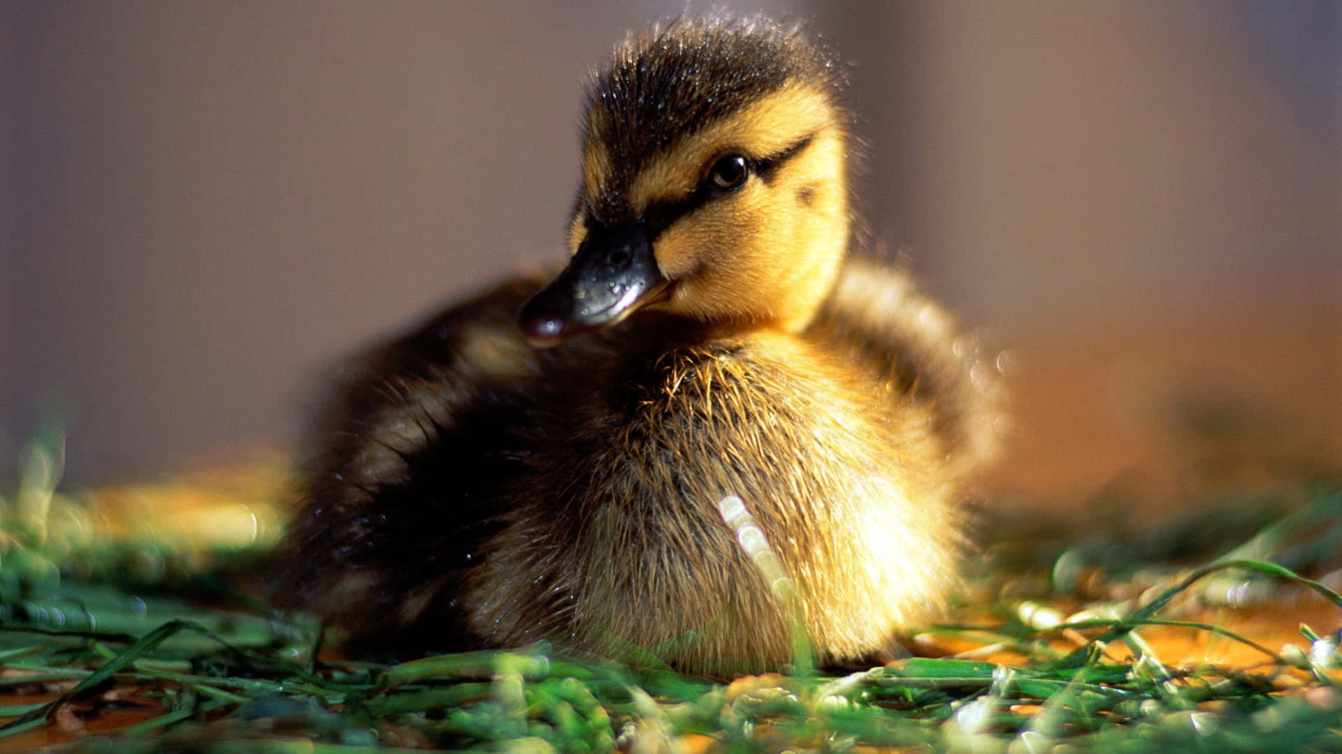 Adorable little baby duck