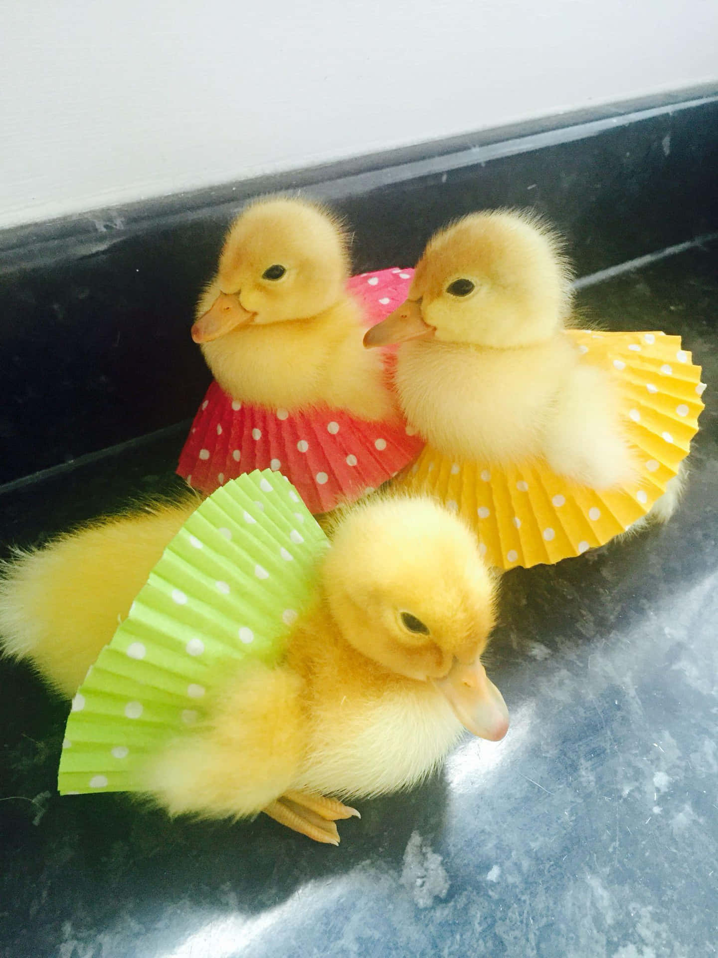 Three Ducks In A Cupcake