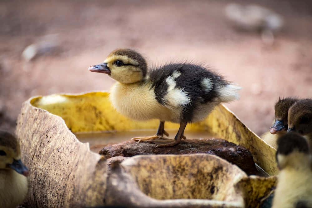 “A baby duck wags its tail as it gets introduced to its new home.”