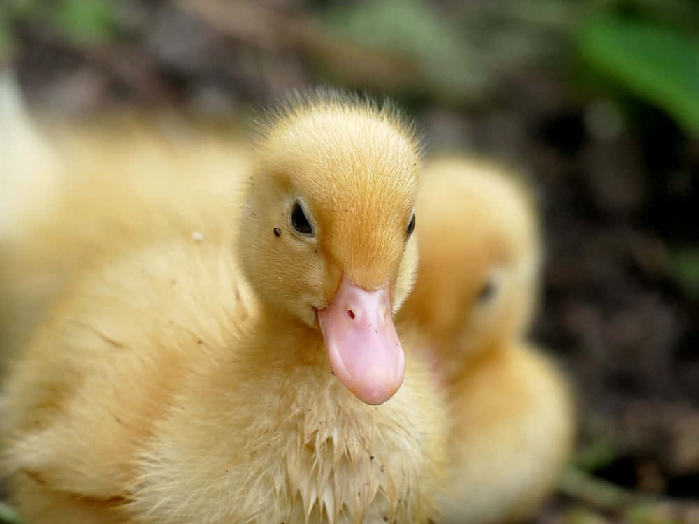 Cutest Baby Duck