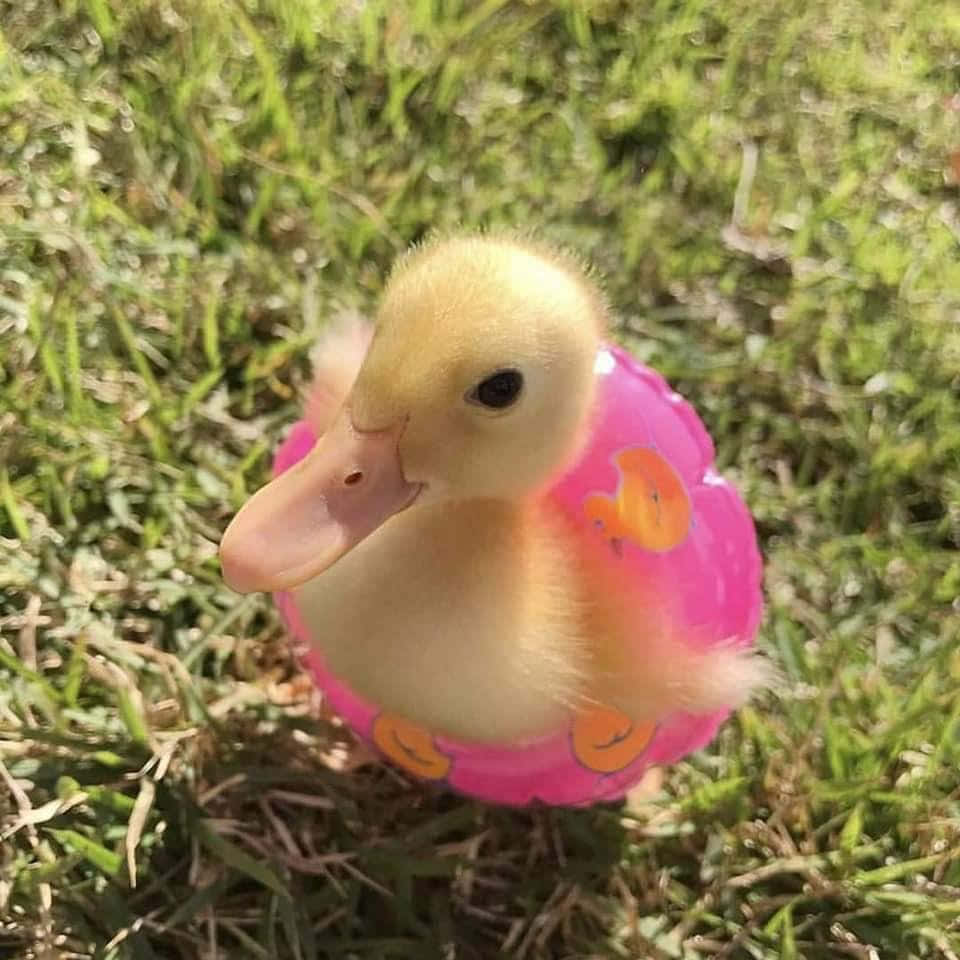 A Duck In A Pink Ring On The Grass